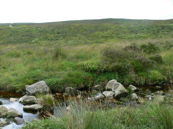 Irish brook