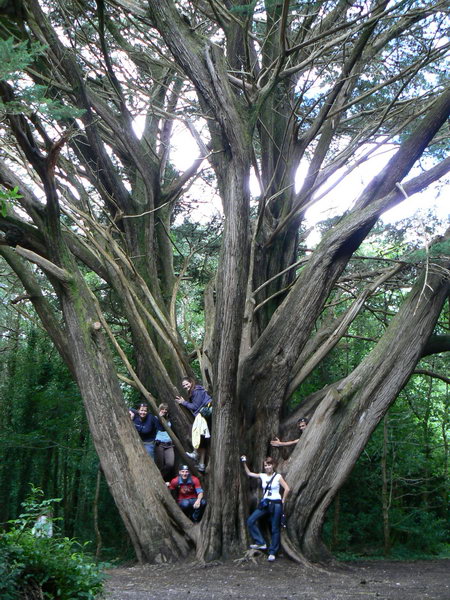 Killarney giant tree
