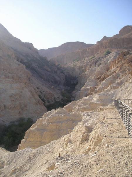 Ein Gedi/A green Ein Gedi oasis in the middle of Negev desert
