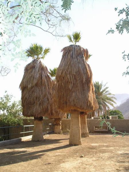 Podivné palmy/Very weird palm trees