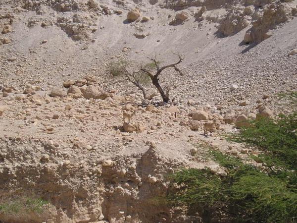 Když se pořádně podíváte, uvidíte perfektně maskované kamzíky:-)/Search for two well hidden animals in the picture