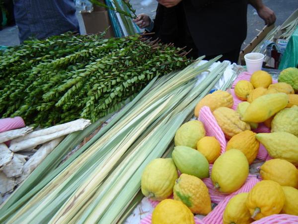 (x) Polotovary pro lulav/Arba minim ready to be tied together