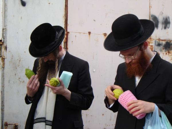 (x) Všechny součásti lulavu musí být bez poskvrnky, proto většina lidí stráví nemálo času pečlivým prozkoumáváním etrogu i všech větviček/All the parts of lulav have to be without blemish. Therefore, most people spend considerable time inspecting them carefully before actual purchase