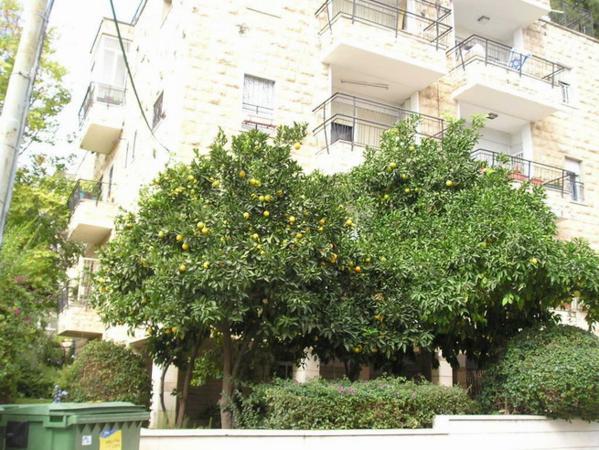 Takhle tu rostou pomeranče a grepy/ Orange and Grapefruit trees