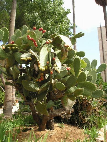 Sabra - kaktusový plod navenek pichlavý uvnitř měkký. Z toho důvdu se sabra říká lidem, kteří se narodili v Izraeli (na rozdíl od tzv. Olim, kteří se do Izraele přistěhovali od jinud). Toto přirovnání mi vždy připomíná Karla IV a jeho víno, které se "zprvu hořké zdá."/ Sabra fruit (prickly on the outside and sweet in the inside) which gave a nickname to tough Israelis born in the country (as opposed to new immigrants)