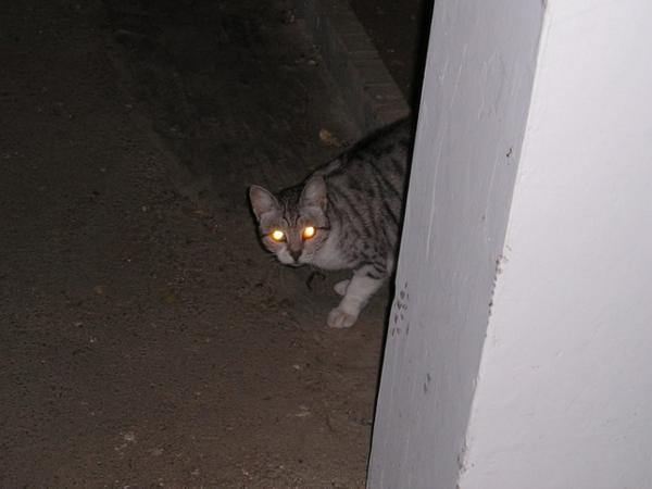 6:50am Zdravím kočku před dveřmi pana Friedmana/Saying hello to Mr. Friedman´s cat on the 2nd floor