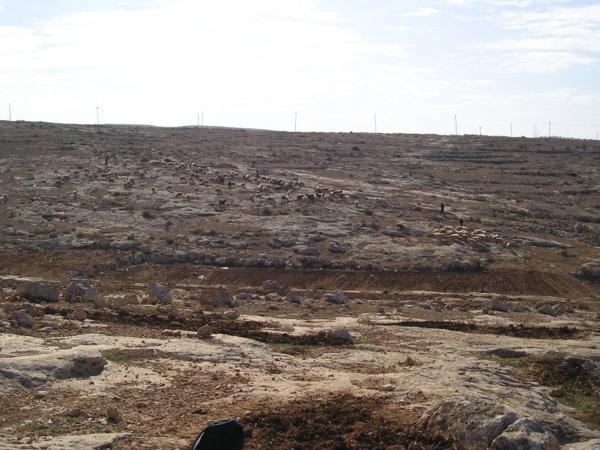 Dcery farmářů vyhánějí ovce na psatvu