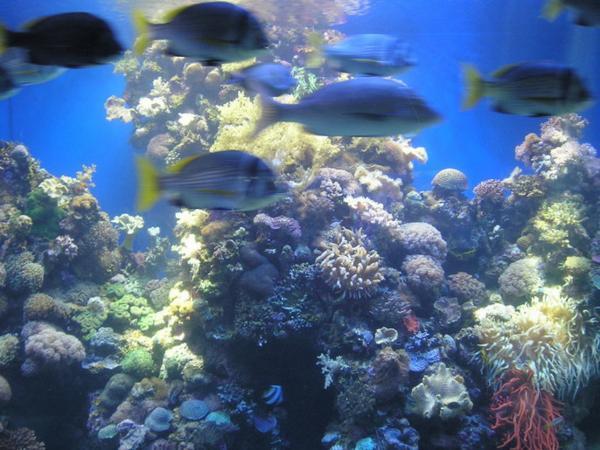 V oceániu/In the Eilat underwater observatory