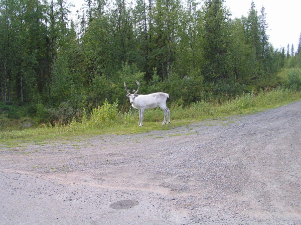 Živý a opravdový sob, nejspíš albín :-)