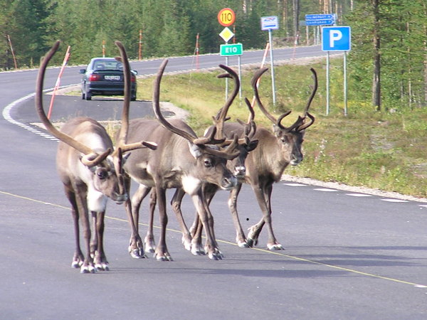 A celá sobí rodinka