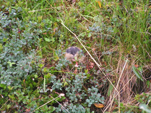 Otův vysněný lumík