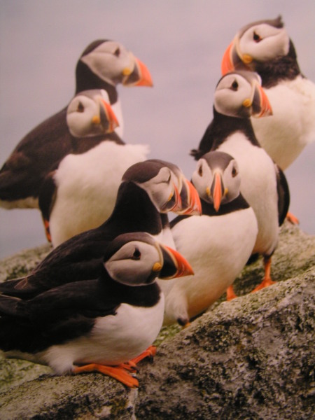 Nepřítomní papuchalci