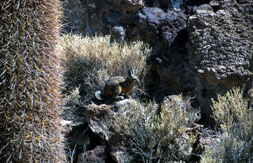 Isla del Pescador - ostrov života v solném jezeře. Roste tu asi milión kaktusů a žijí takovýhle zvířata (asi to je viscacha - viz dále)