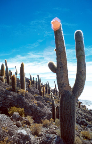 Takhle asi vypadá Isla del pescador. Spousty kaktusů a kaktusů, sem tam občas i nějaký kaktus.