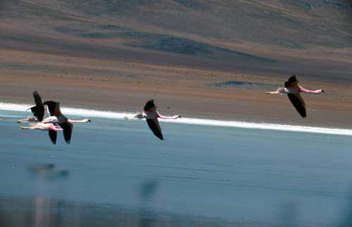 Plameňáci ve výšce 4000 metrů jsou překvapením pro nejednoho Evropana. Ale je to prý normální.