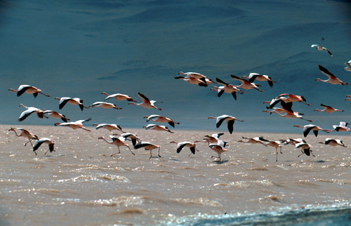A že tam těch plameňáků (flamingos) nebylo málo!