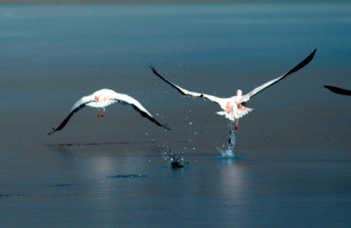 Alfonsův úlovek skrze tříkilo.