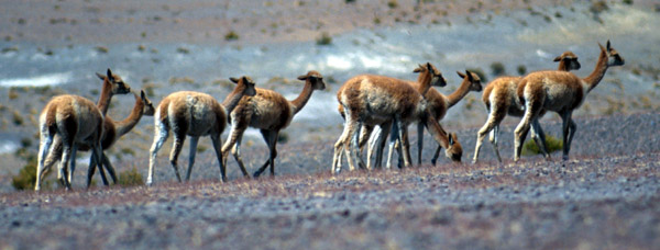 Lamy. Na začátku sezóny pošlete lamy na Altiplano a na konci je hledáte. Nechtěl bych prohledávat celé Altiplano:-)