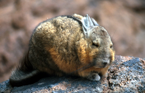 Tohle je viscacha. Takový králík s nohama klokana. Skáče jak blázen, ale nakonec se nechá krmit z ruky okurkovýma šlupkama.
