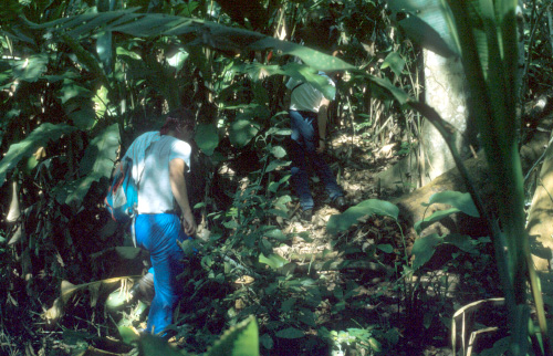 První výlet do džungle. Vlhko a vedro, komáři (ale čekali jsme jich víc). Prostředí je hodně kontrastní, a tak se to blbě fotí i skenuje.