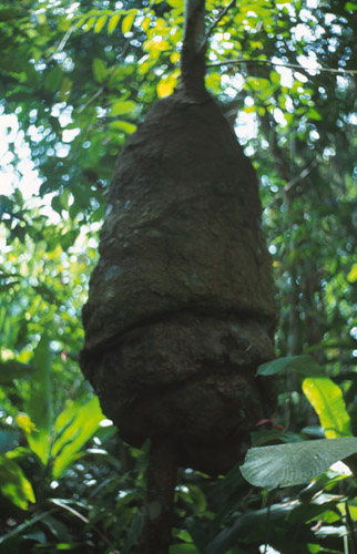 Termitiště. Skutečná velikost je asi metr na výšku a půl metru průměr. Bylo už opuštěné. Jeho stěny mají prý léčivé účinky.
