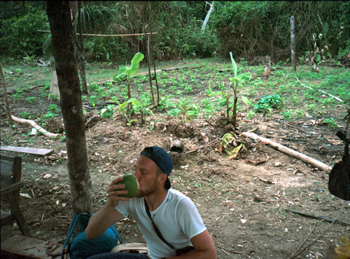 Dikouš se napájí z kokosového ořechu. Uvnitř ovšem nebylo mléko, ale mírně nasládlá voda, asi proto, že nebyl zralý