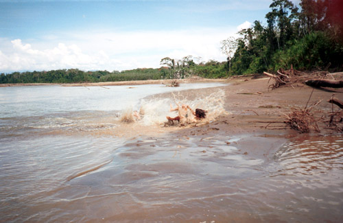 Bahenní koupele v naplavených březích Beni. Němky, co tam byly s náma se bály parazitů. My trochu taky, ale hlavně nám bylo hrozný vedro:-)