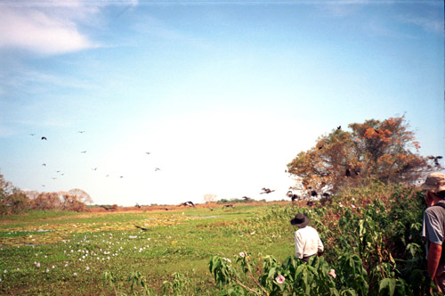 Při výletu do pampy jsme vyplašili toto hejno ptáků. Pampa je na ptáky opravdu hodně bohatá.