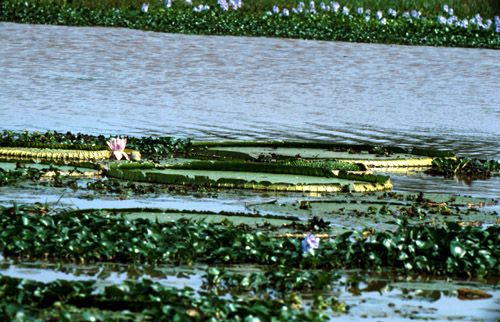 Jezírko s volně rostoucí Viktorií královskou. Její list unese malé děcko.