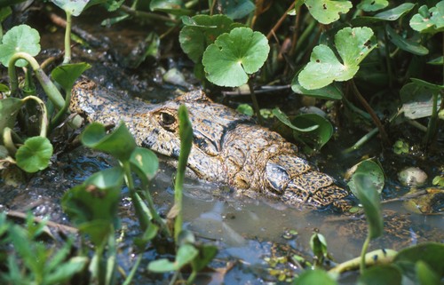 Pozor! To není aligátor, ale kajman. Čím se liší si už ale nepamatuju