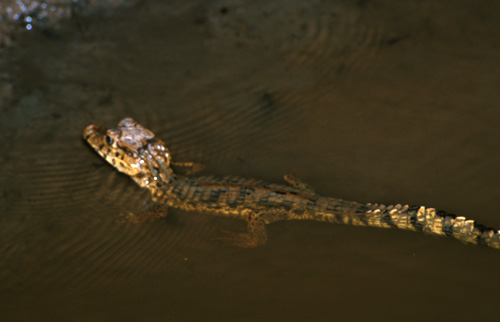 V noci vylézají i malinký aligátůrci. Tenhle může mít tak 20 cm. Roztomilý, že? Dal by se pěstovat v akvárku, kdyby z něj nevyrostla pětimetrová příšera.