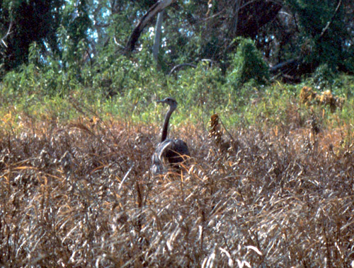 Alfons svým tříkilem ulovil i tohoto pštrosa Nandu.