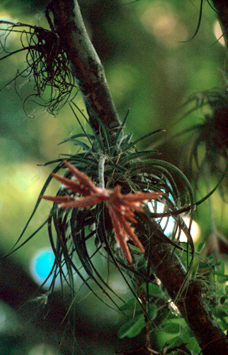 No a tady je ta orchidej:-)