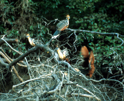 Opět další ptáci - nějací papoušci. Jak jsem řekl, pampa = zoologický ráj