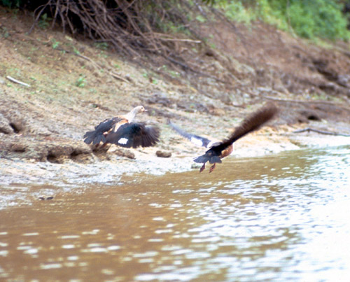 Akční foto - letící pták
