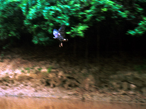 Akční foto - letící pták