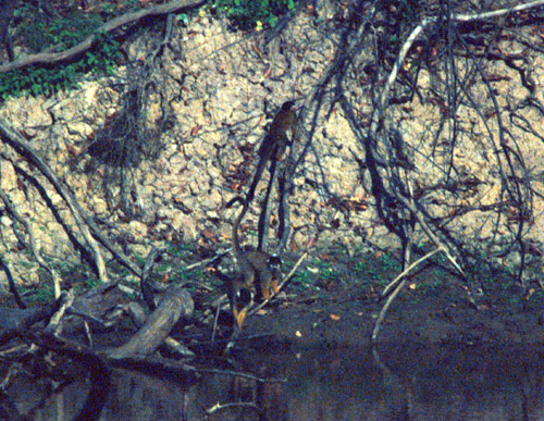 Tady jsou opičky, co se přišly napít k řece, ale je to dost zvětšené, takže ne moc kvalitní...