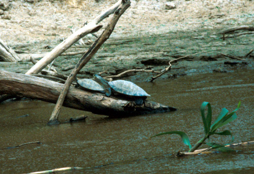Želv bylo všude také spousty. Vyhřívaly se na kamenech a kládách.