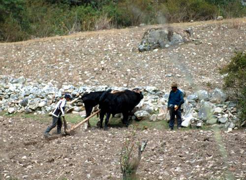 ... nebo zemědělstvím. Uvidíme, za jak dlouho na těch kravách budou vozit zámožná gringa.