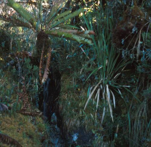 Horská džungle je jiná, než amazonská, spíše takový hvozd