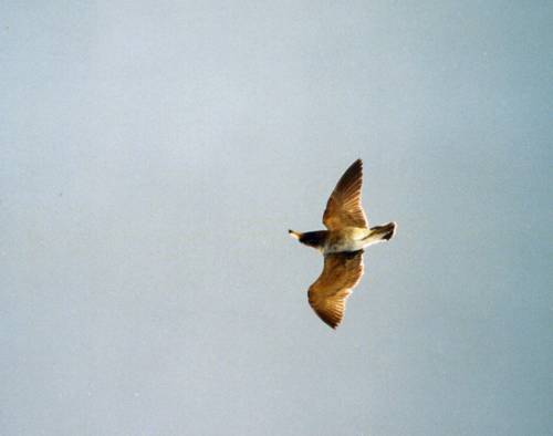 Racků bylo na Paracasu až až.