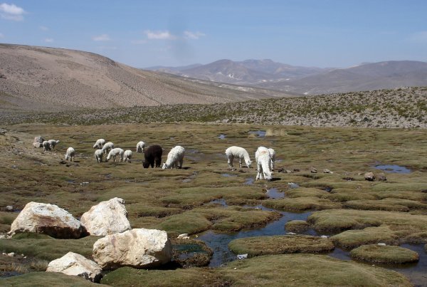 Přírodní rezervace s lamami.