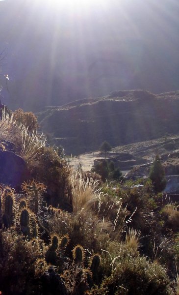 Na kaktusy tu narazíte na každém kroku.