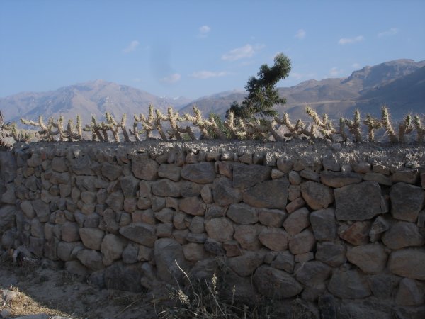 Ostnáč po peruánsku.