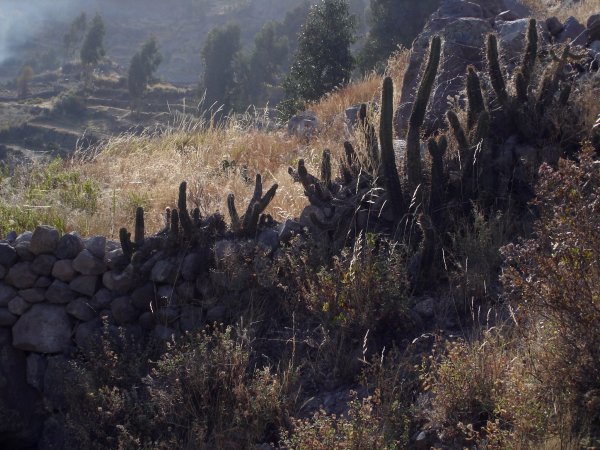 Ranní kaktusové zátiší.