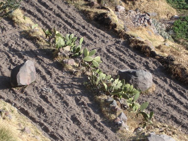 Políčko opuncií. Jejich ostnité plody jsou jedlé, chutnají podobně jak kiwi.