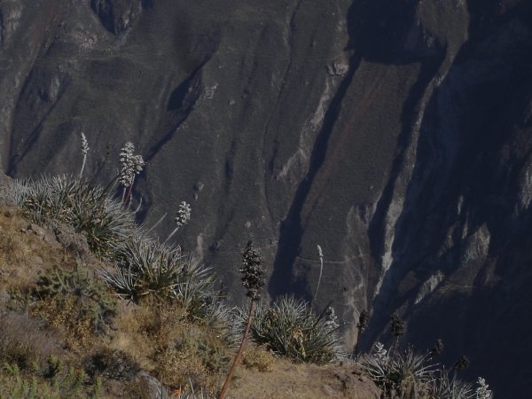 Agáve v Colca Caňonu. (potrhlí zahradníci fotí místo kondorů sukulenty...)