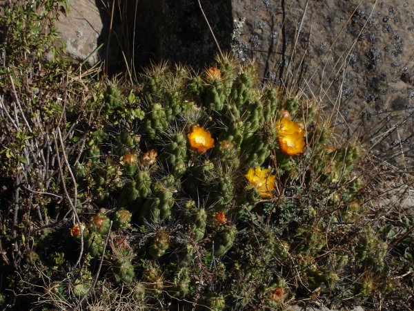 Jů, kaktus, a kvete :-)