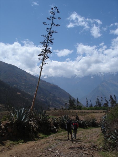 To není strom, ale květ agáve.