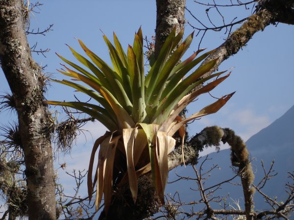 V horské džungli je spousta bromélií, nebýt tak vyříz, tak je prozkoumám blíže...